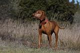 VIZSLA poil court 218